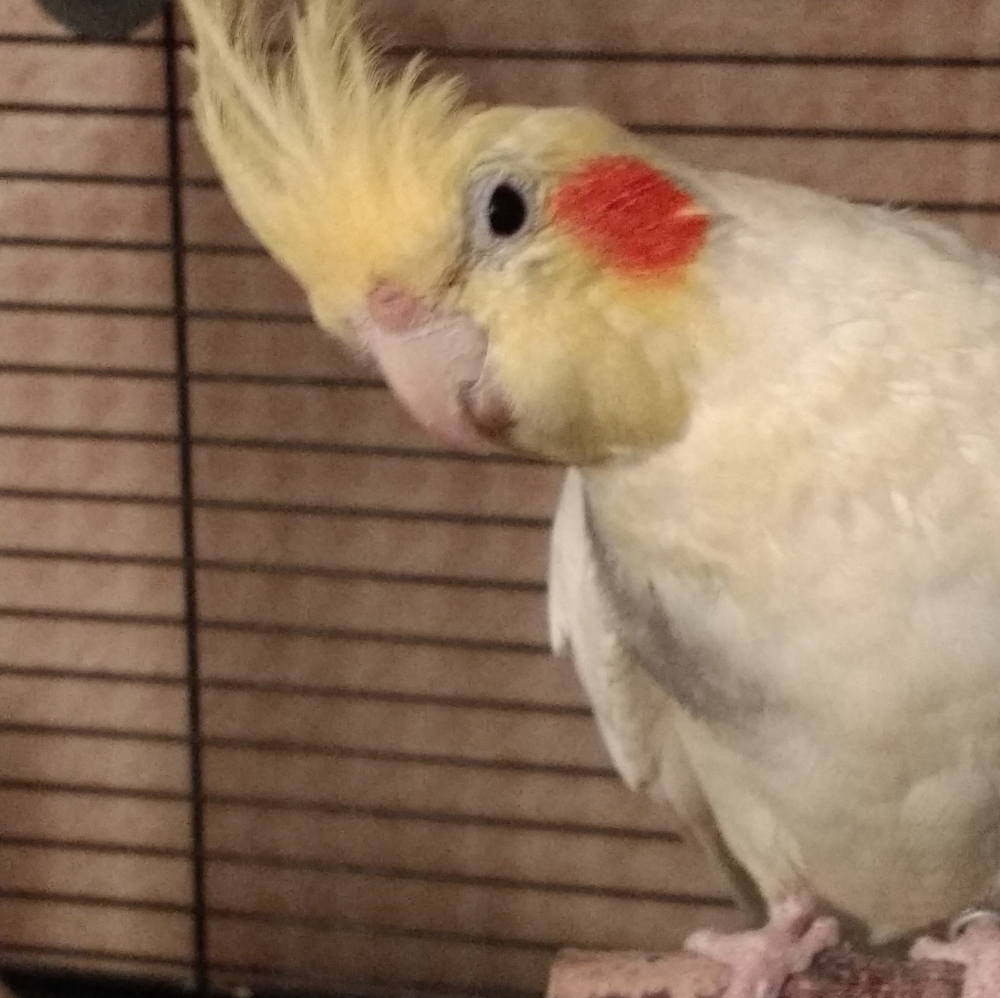 Keiko the Cockatiel